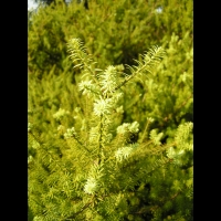 Podocarpus Acutifolius (fam Conifere) (Nouvelle Zelande) (2)